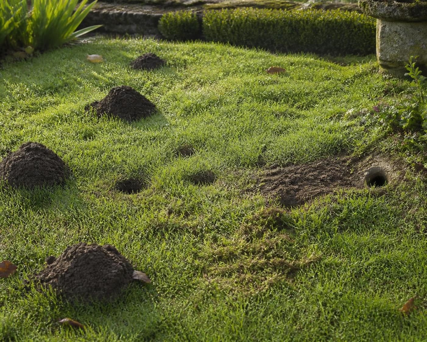 découvrez quels animaux creusent des trous dans votre jardin et apprenez à identifier les coupables pour protéger votre espace vert efficacement.