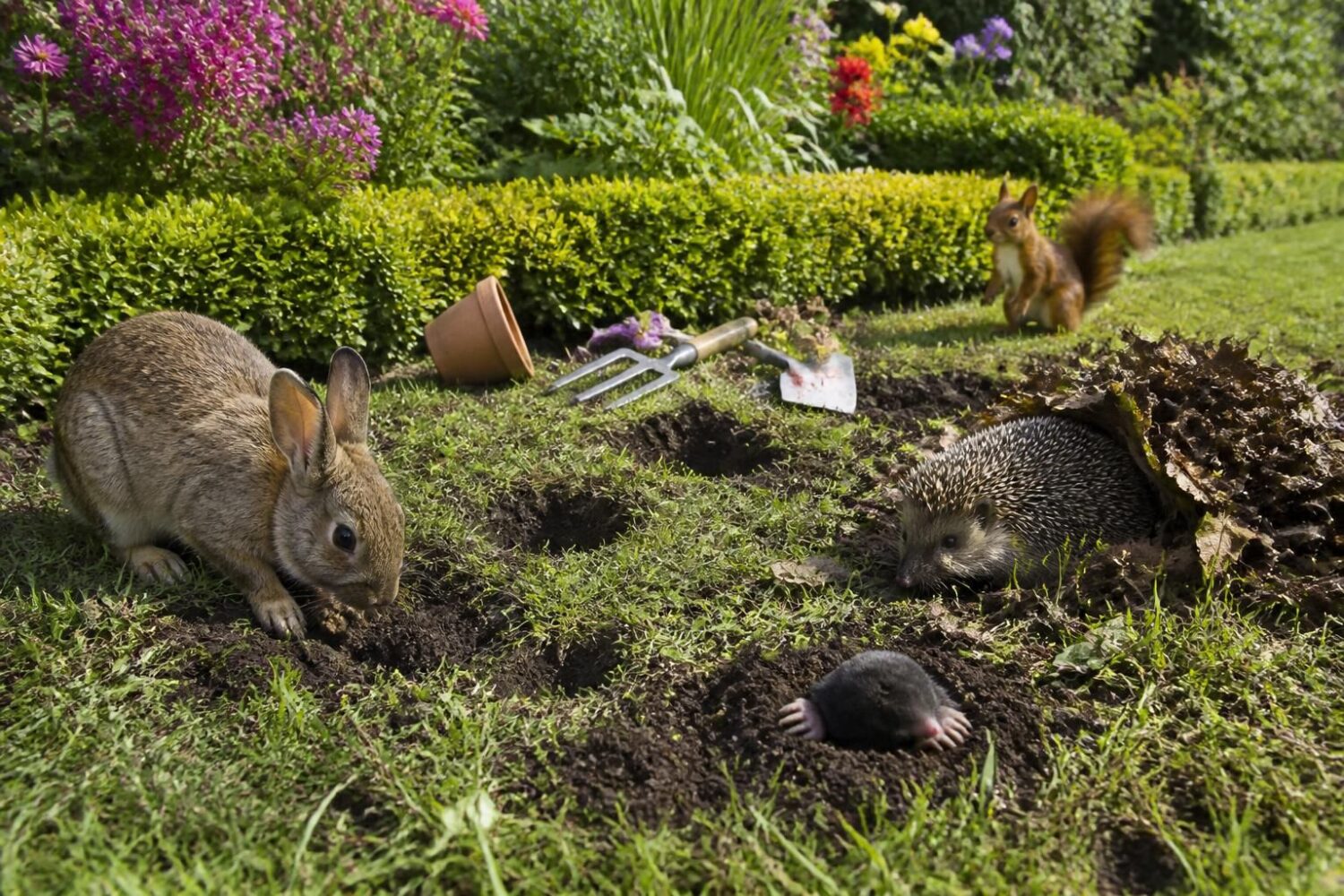 Quel animal fait des trous dans le jardin ? Identifier les coupables