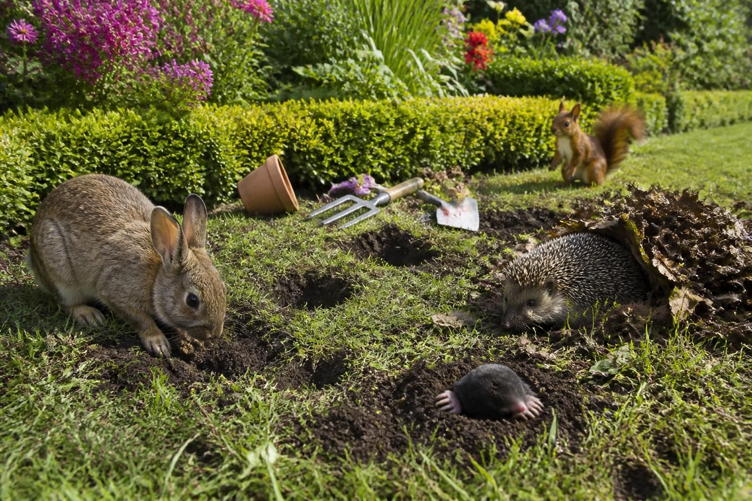 découvrez quels animaux creusent des trous dans votre jardin et apprenez à identifier les coupables pour protéger vos espaces verts efficacement.