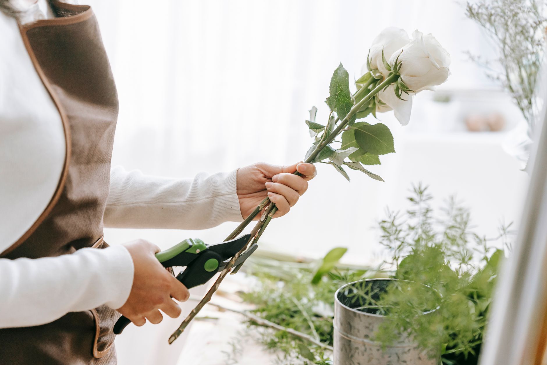 Bouturer un rosier au bon moment : saison, types de rosiers et réalités du terrain — technique de bouturage de rosier