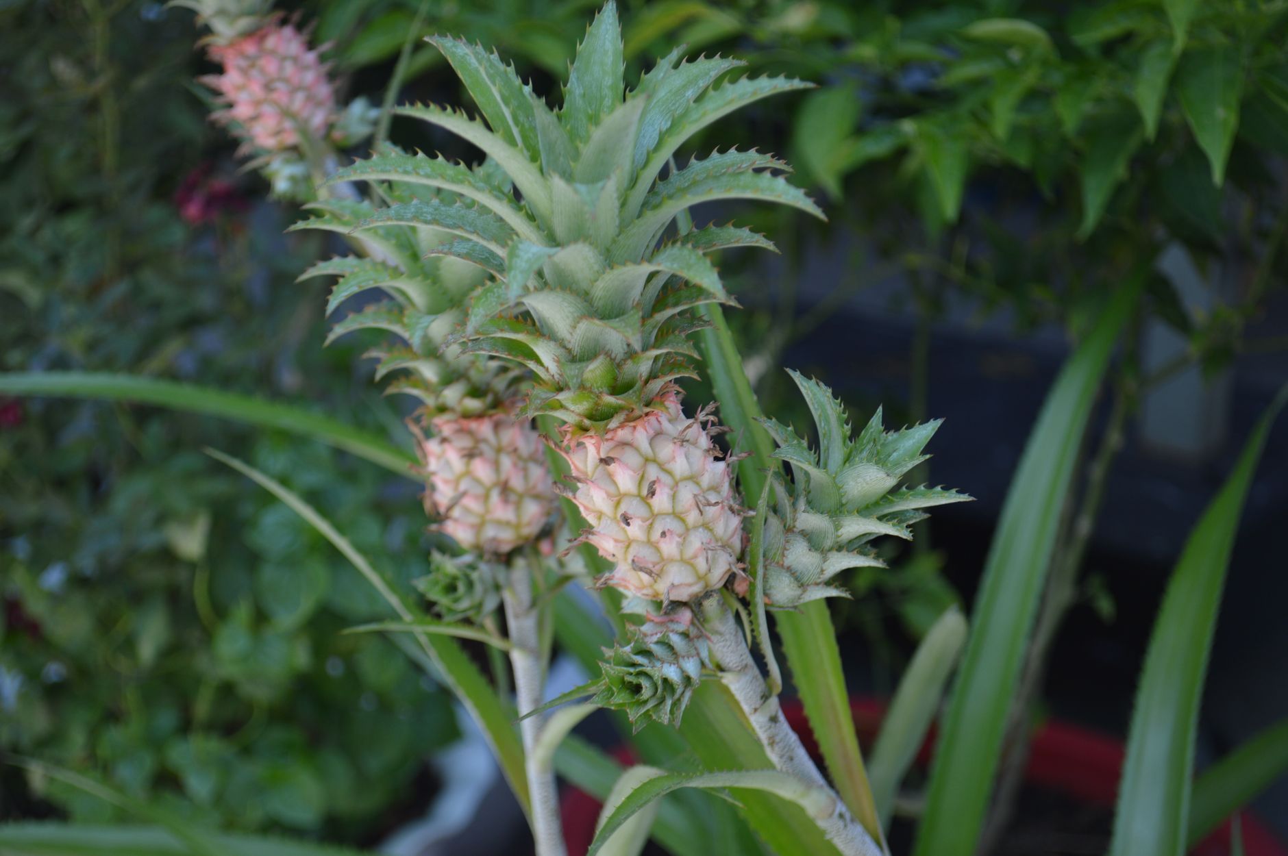 Comprendre la plante d’ananas avant de la cultiver à la maison — plante d'ananas cultivée à la maison