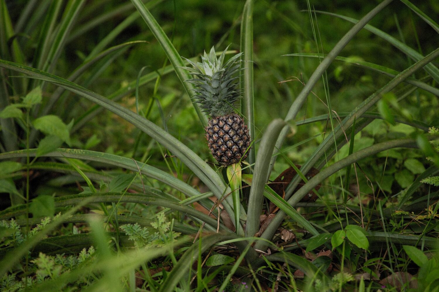 Faire pousser un ananas chez soi : le guide de A à Z