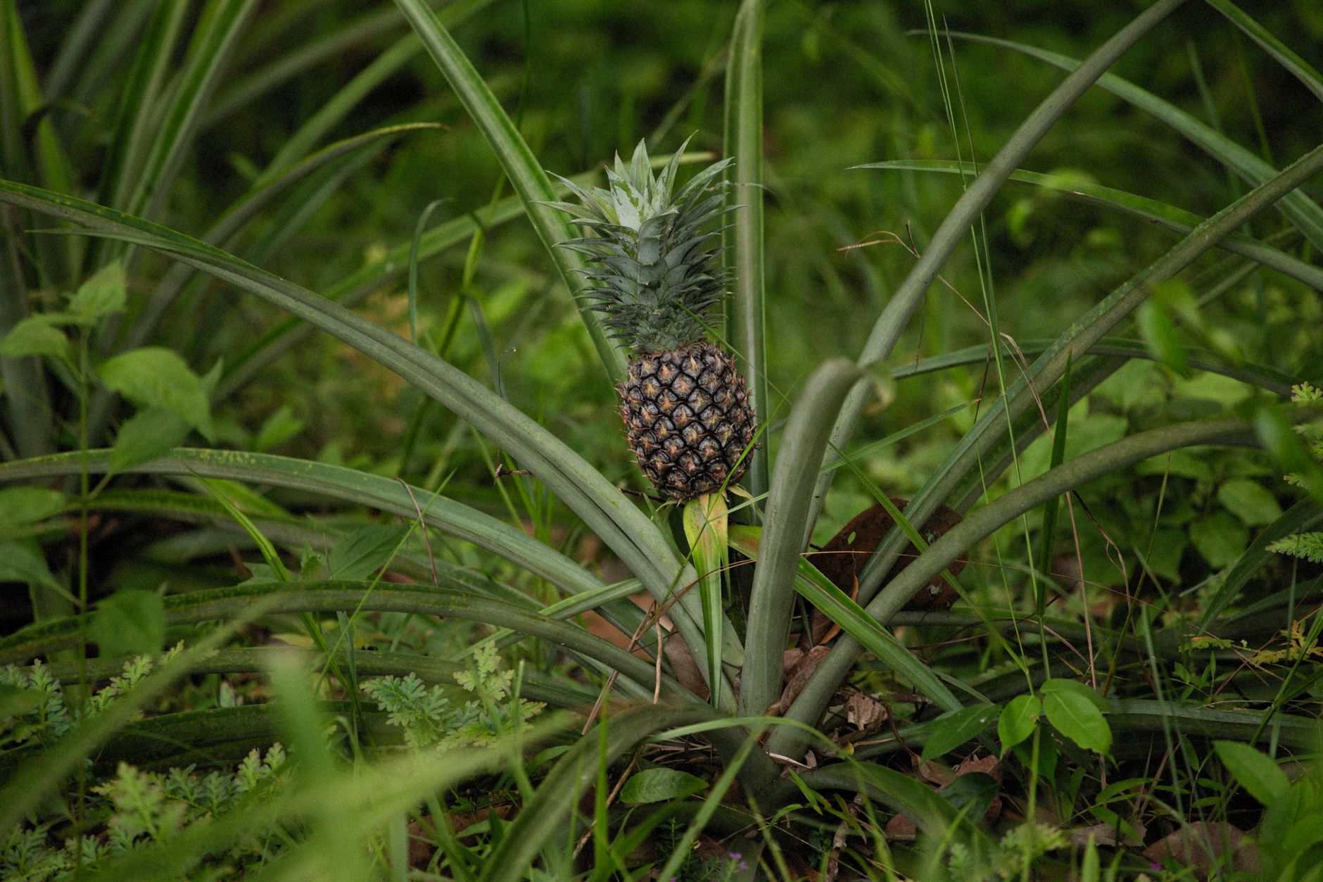Faire pousser un ananas chez — plante d'ananas cultivée à la maison