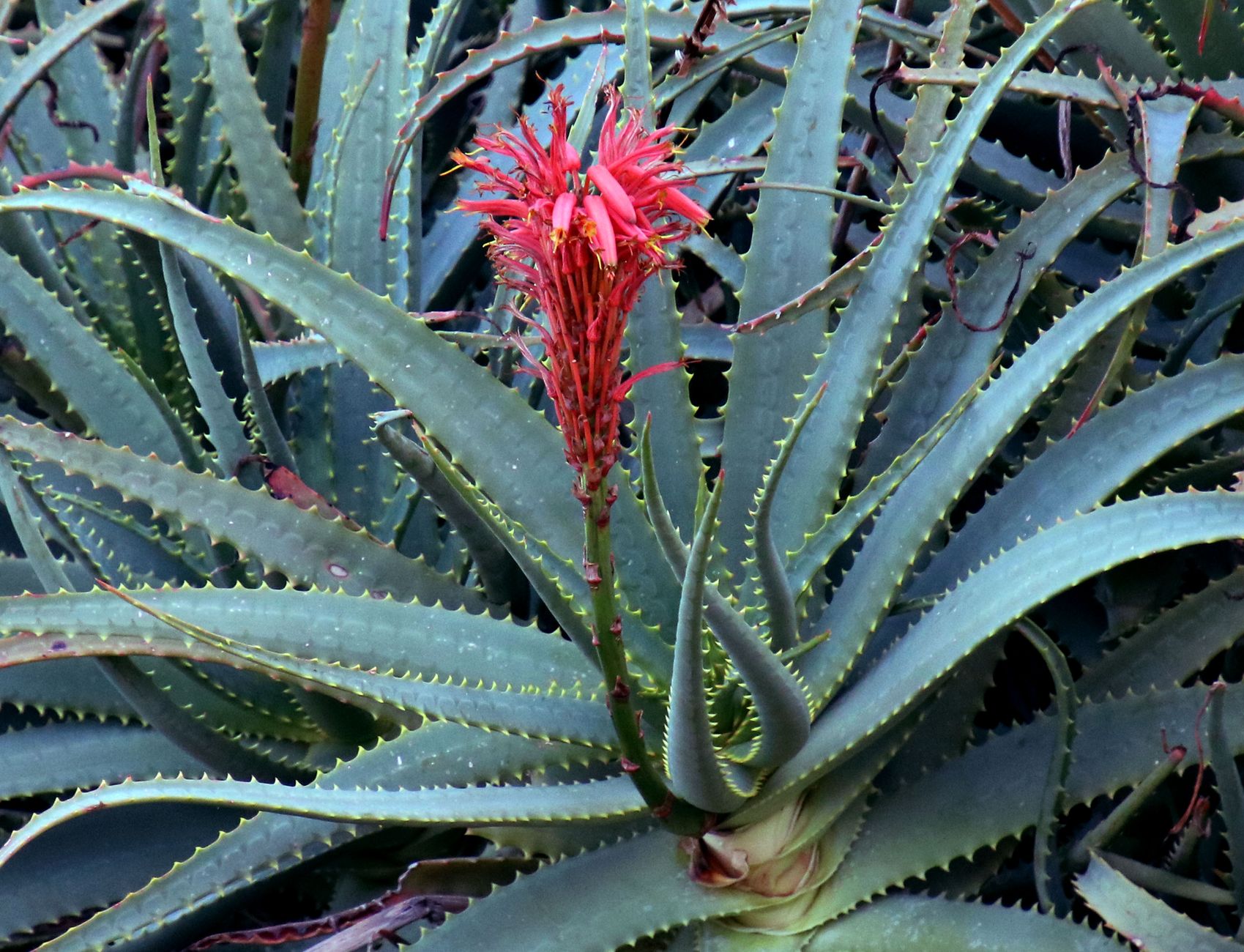 Faut-il couper la fleur de l’aloe vera pour favoriser sa croissance ? — fleur d'aloe vera en pleine floraison