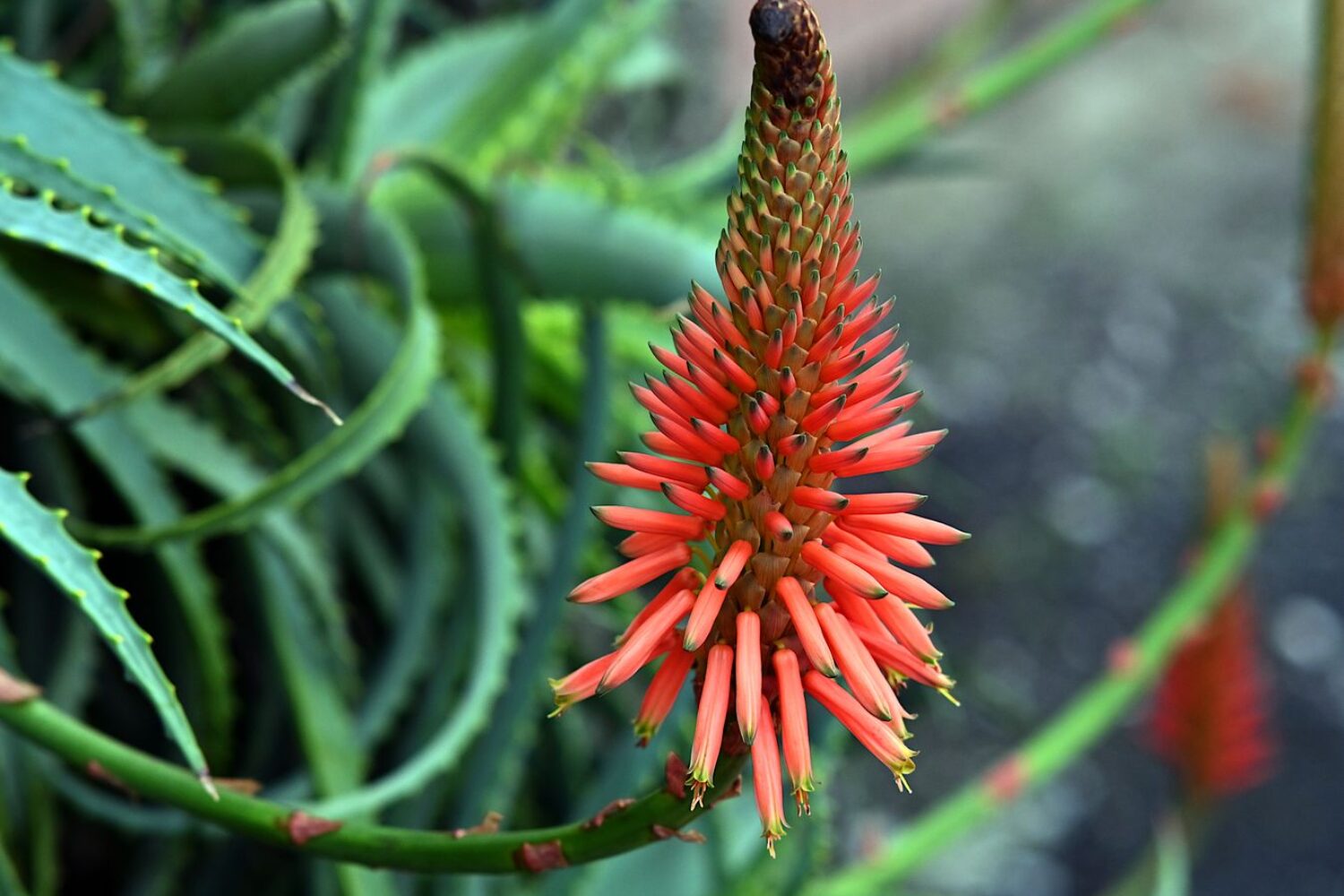 Faut-il couper la fleur de l&rsquo;aloe vera ?