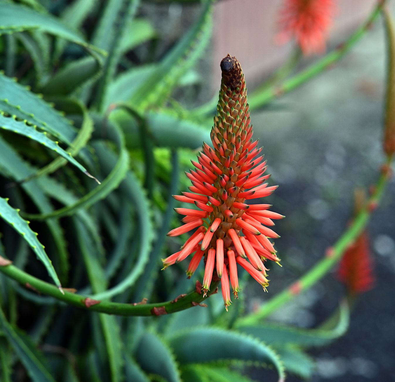 Faut-il couper la fleur de — fleur d'aloe vera en pleine floraison