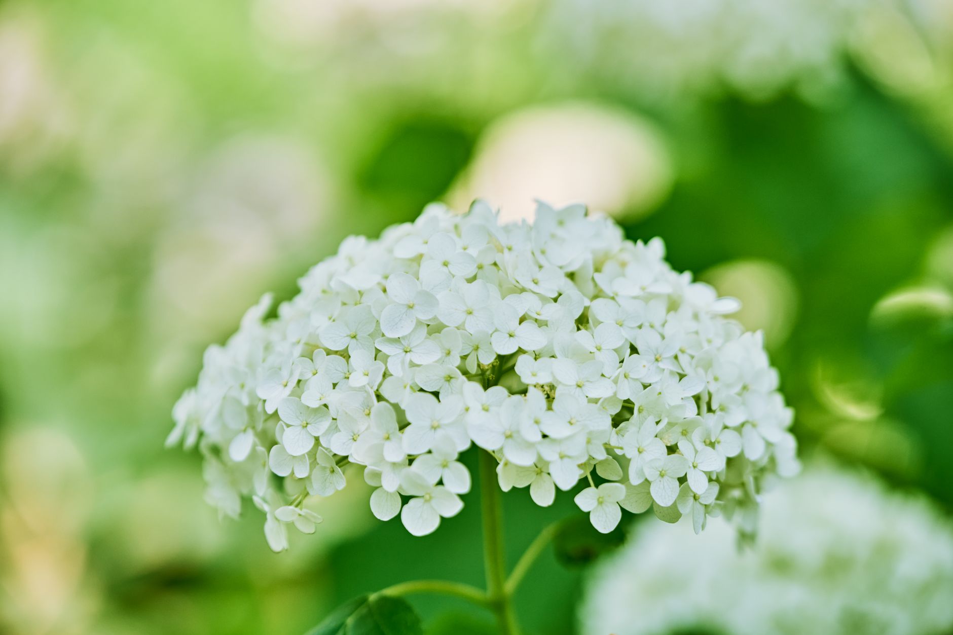 Hortensia blanc et lumière au jardin : atouts, couleurs et usages décoratifs — fleurs d'hortensia blanc jardin