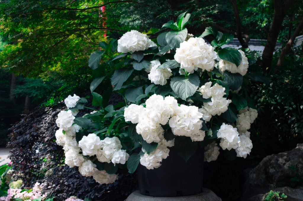 Hortensia blanc variétés, plantation et — fleurs d'hortensia blanc jardin