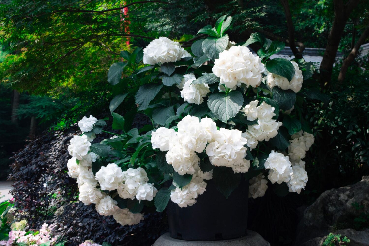 Hortensia blanc : variétés, plantation et entretien