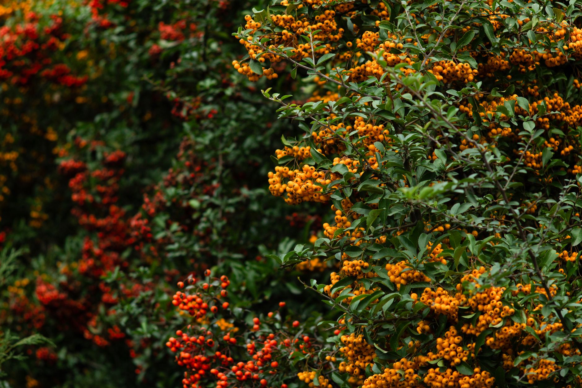 Haie de pyracantha interdite : que dit vraiment la loi en 2026 pour les jardiniers — haie de pyracantha jardin