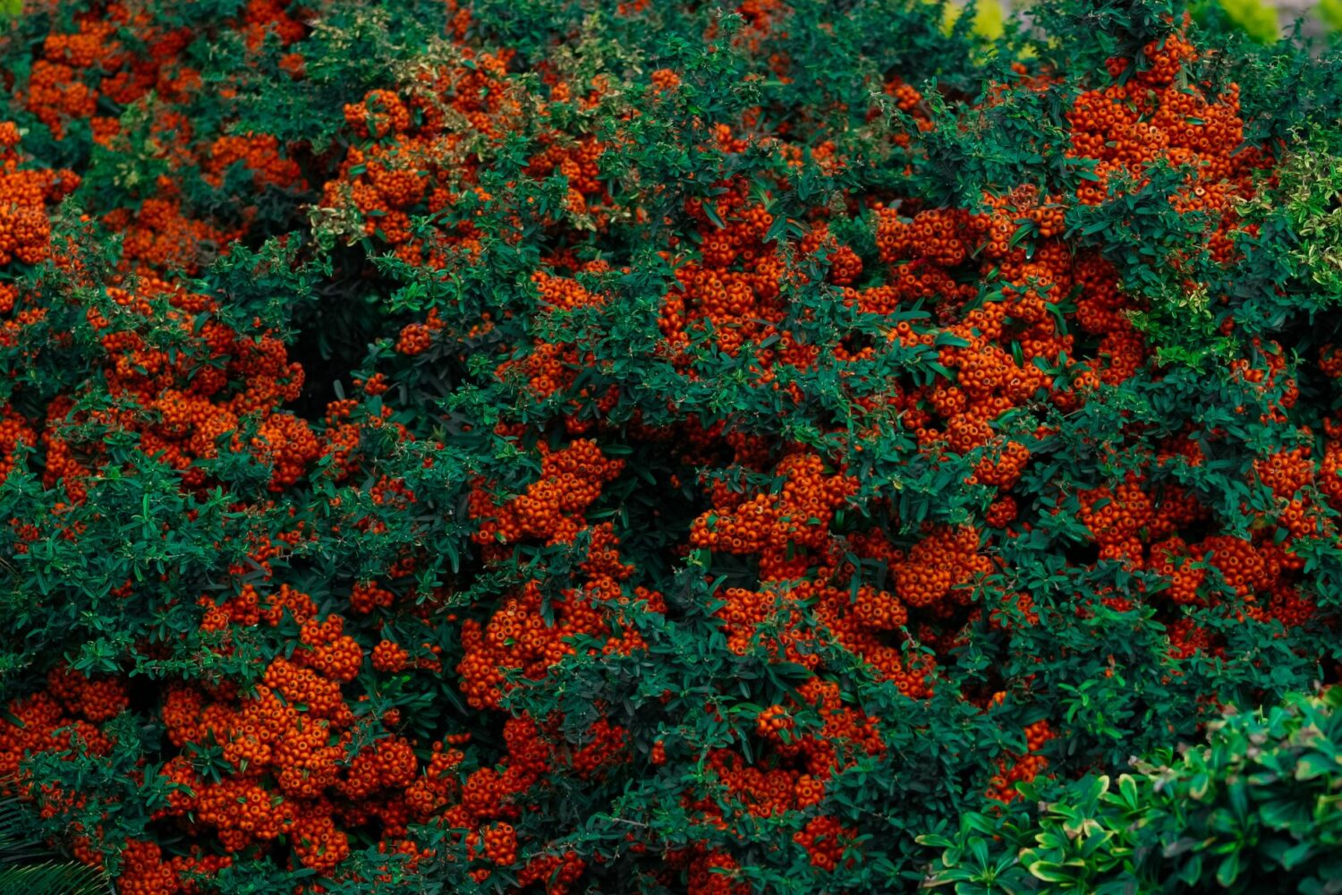 La haie de pyracantha est-elle interdite ? Ce que dit la réglementation