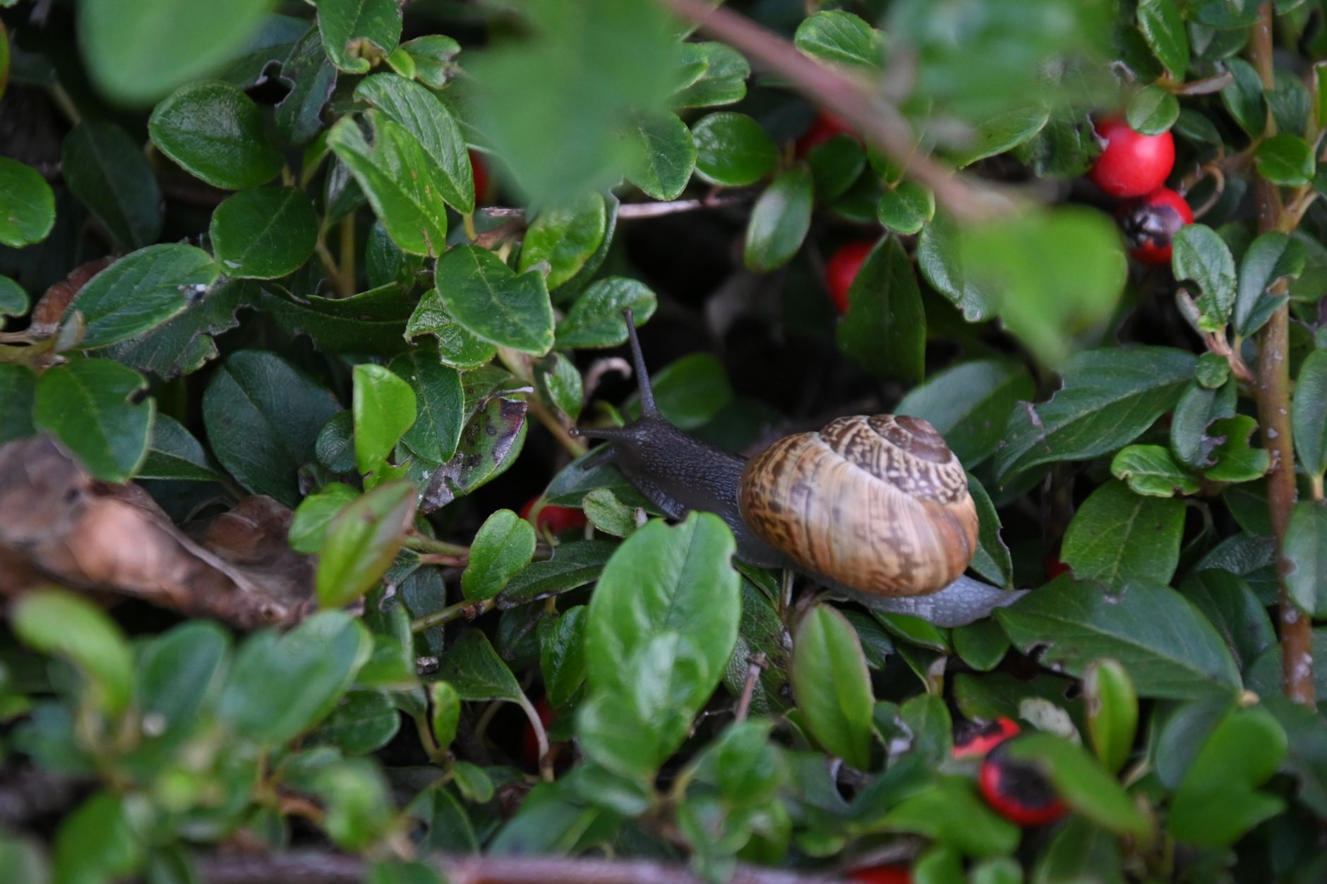 Comprendre limaces et escargots pour mieux les éloigner du jardin — limaces et escargots dans le jardin