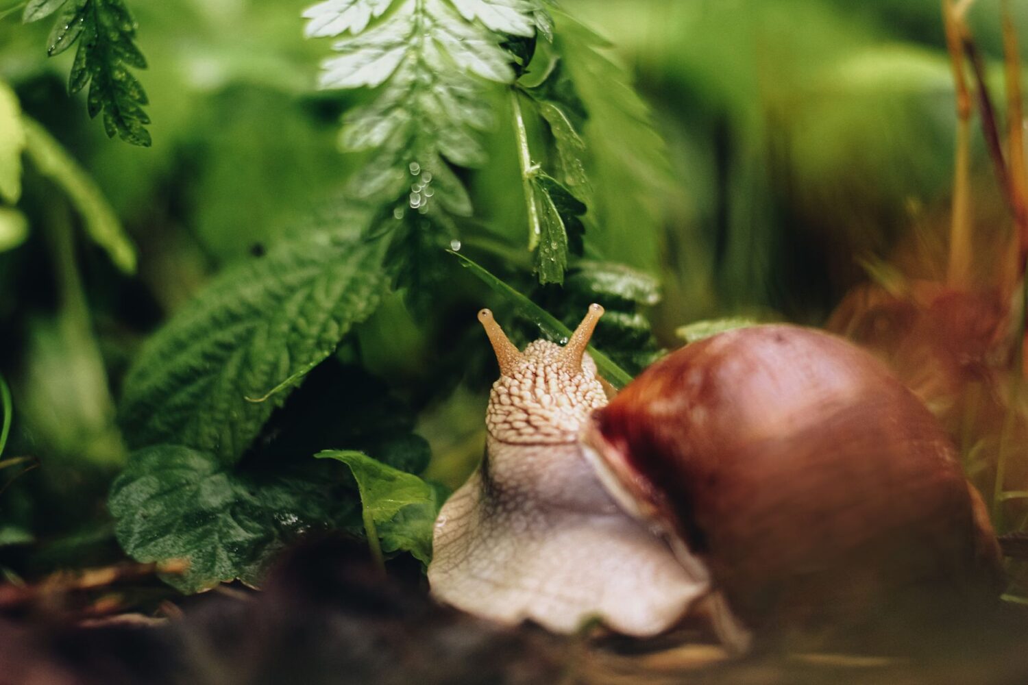 Limaces et escargots au jardin : les solutions naturelles pour les éloigner