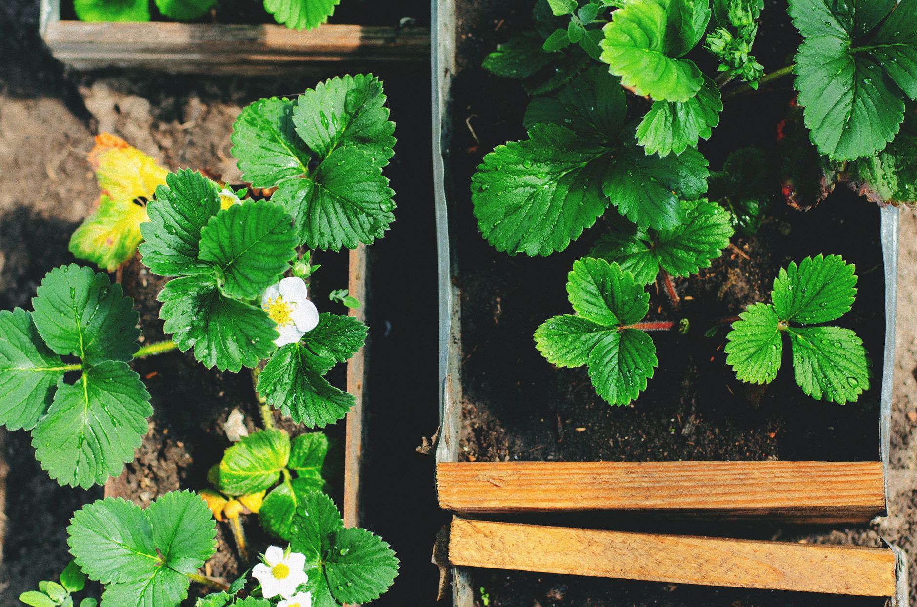 Quand planter des fraisiers pour une belle récolte dès la première année — plants de fraisiers dans le jardin