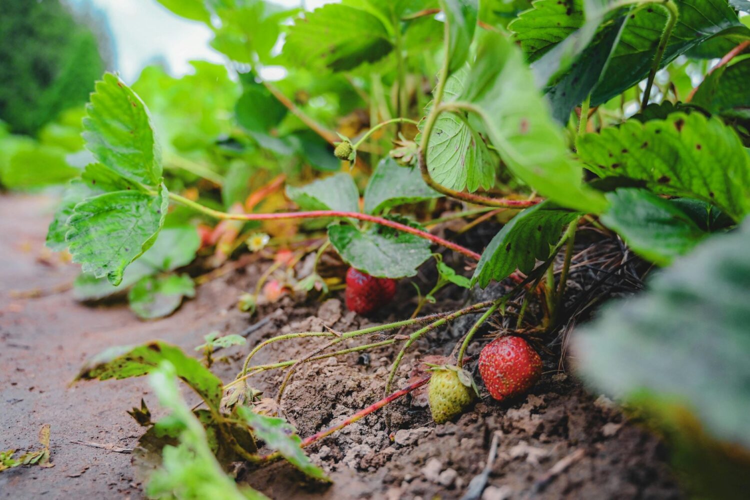 Planter des fraisiers : quand, où et comment pour une belle récolte