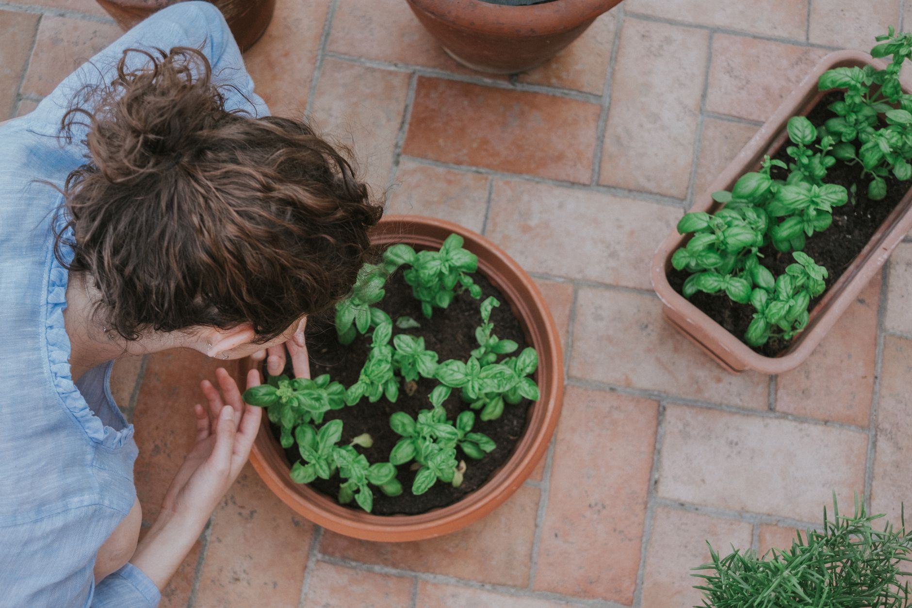 Plantes anti-moustiques vraiment utiles : citronnelle, lavande, basilic, géranium, menthe et quelques autres — plantes répulsives moustiques jardin