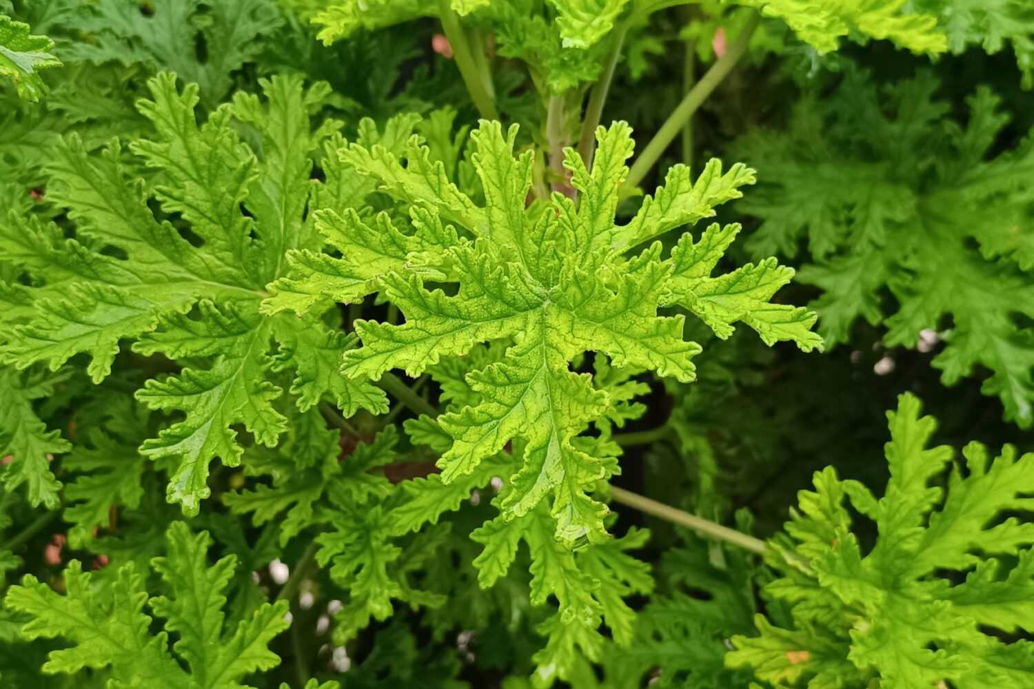 Plantes anti-moustiques : lesquelles planter pour éloigner les nuisibles