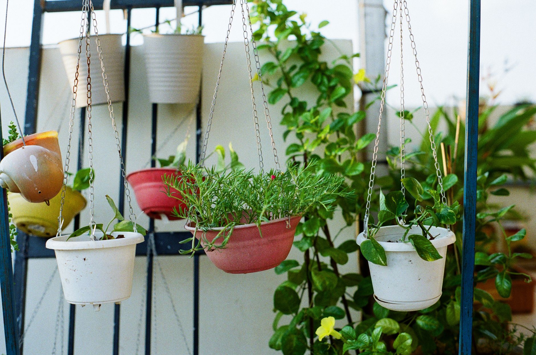 Plantes suspendues quelles espèces et — plantes suspendues balcon jardin
