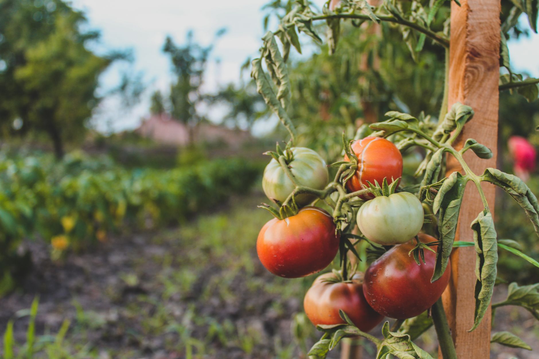 Quand planter les tomates selon les régions françaises : adapter la période idéale à son climat — plantes de tomates dans le jardin