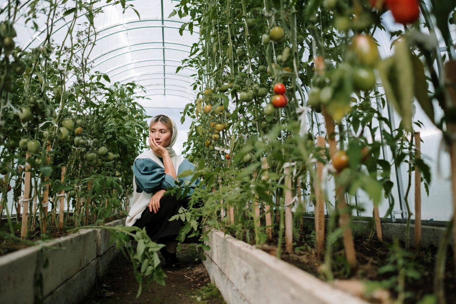 Quand planter les tomates : la période idéale selon les régions