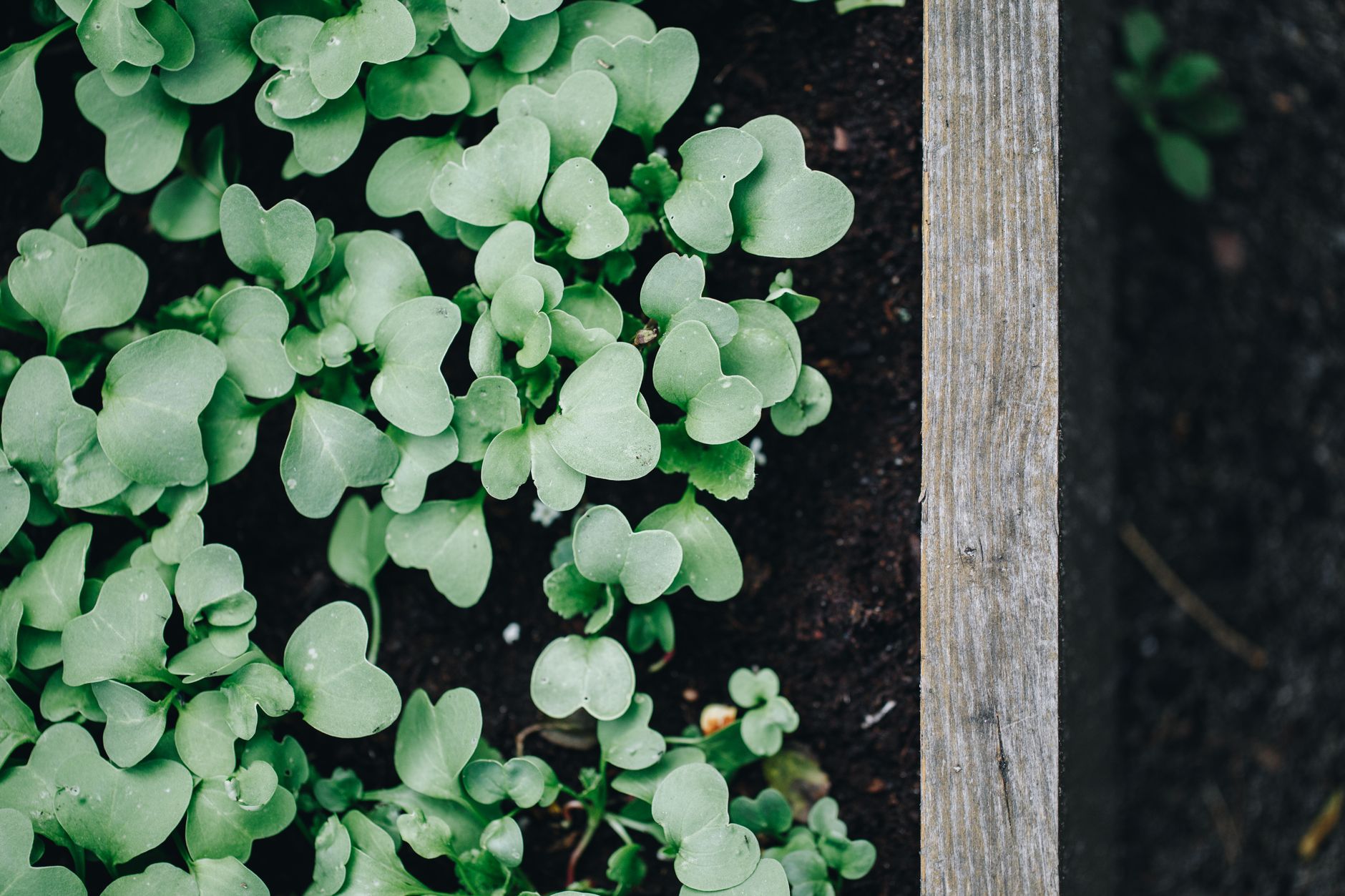 Que mettre au fond d’un carré potager posé sur la terre : contact avec le sol et couches de base — carré potager couches de sol
