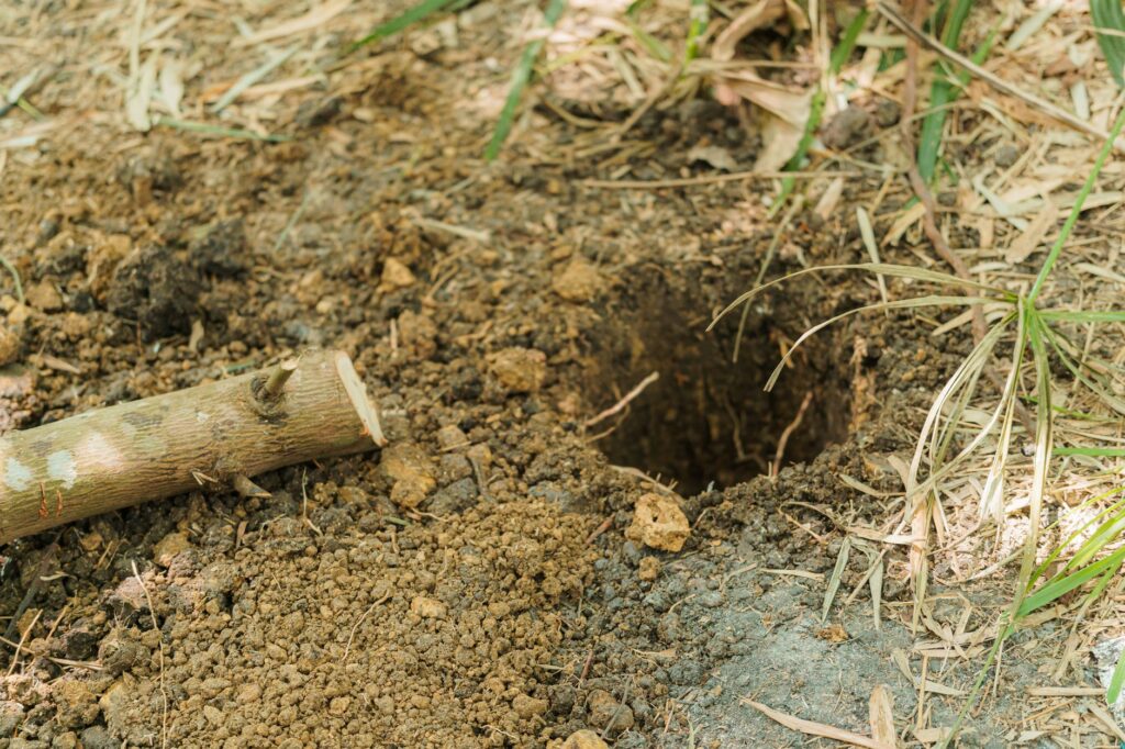 Quel animal fait des trous — animal creusant des trous dans le jardin