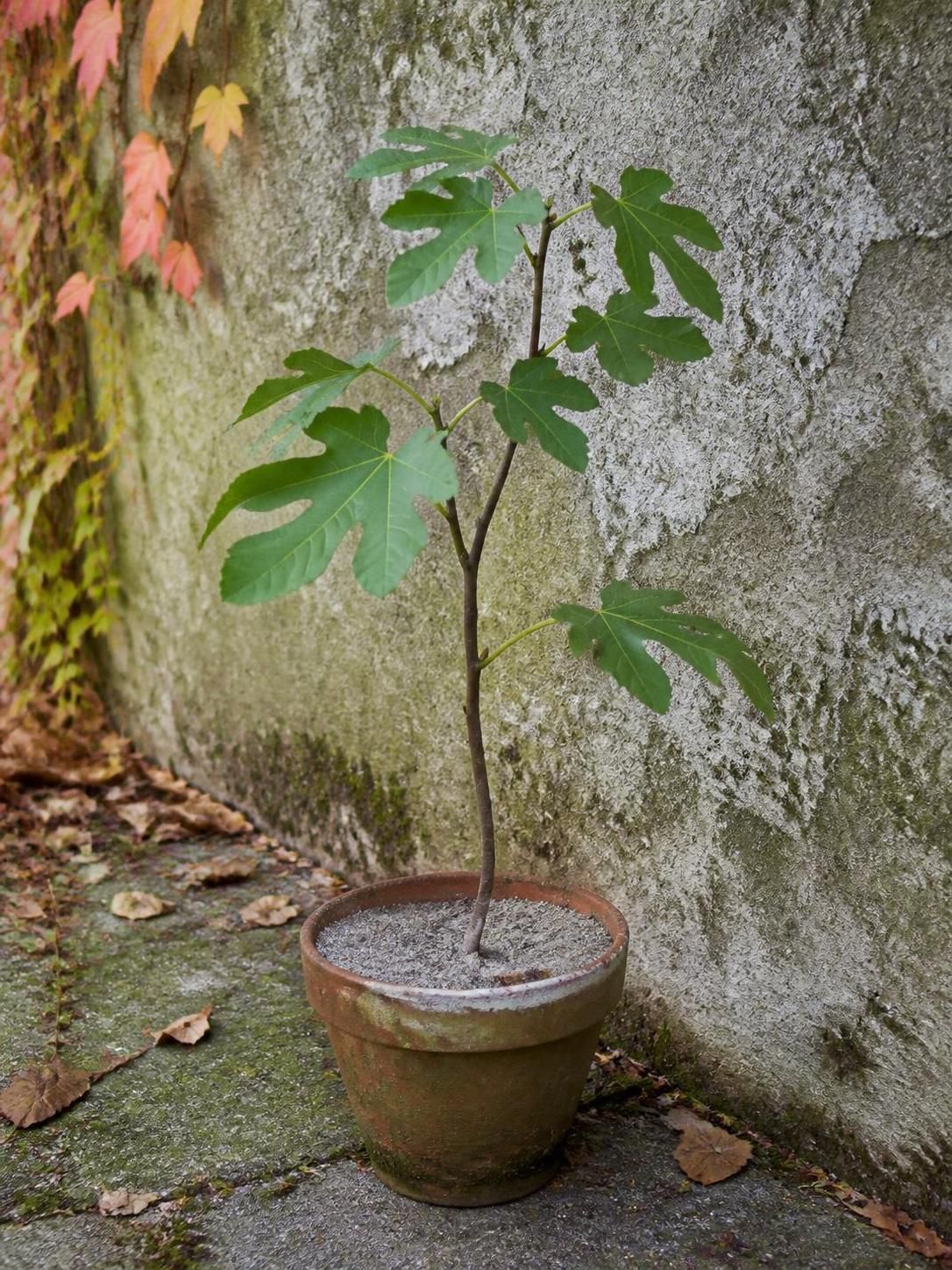 apprenez à bouturer un figuier facilement et réussissez la multiplication de votre arbre en quelques étapes simples grâce à notre guide pratique.