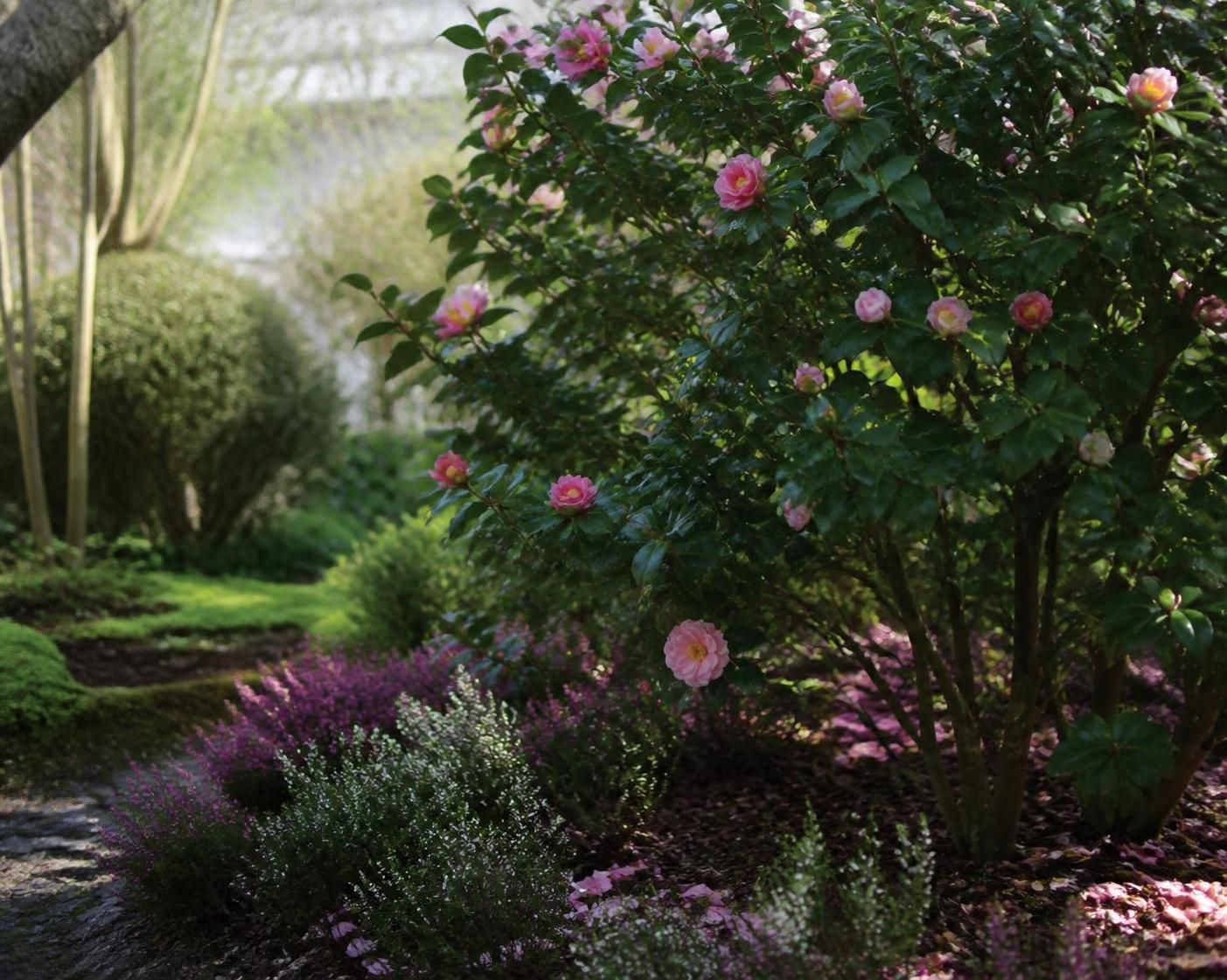découvrez comment planter, entretenir et profiter de la floraison du camélia du japon pour embellir votre jardin toute l'année.