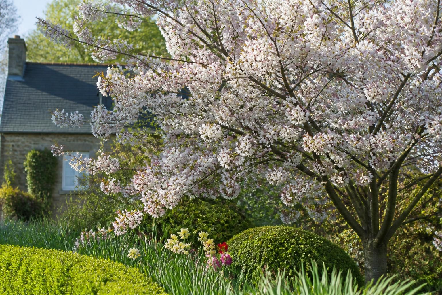 découvrez comment choisir entre les cerisiers à fleurs blanches et roses, et apprenez les meilleures techniques pour les planter et les entretenir dans votre jardin.