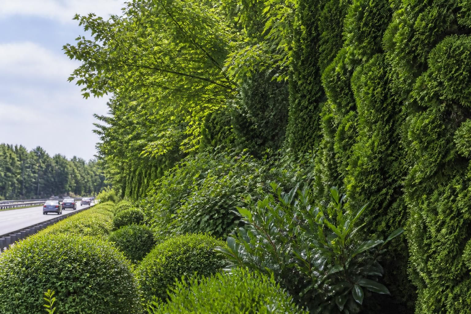 découvrez quelles plantes choisir pour créer une haie anti-bruit efficace et réduire les nuisances sonores de la route tout en embellissant votre jardin.