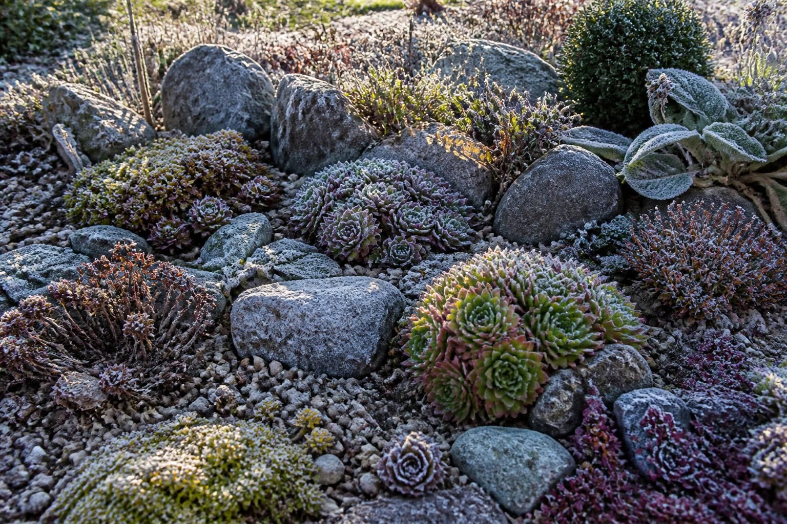 découvrez comment créer une rocaille de plantes grasses, un massif sec idéal pour résister au gel et embellir votre jardin toute l'année.