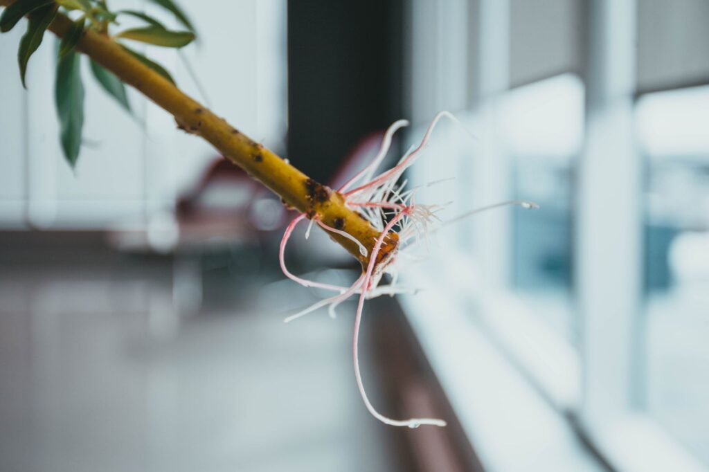 Bouturer un figuier réussir la — méthode de bouturage figuier