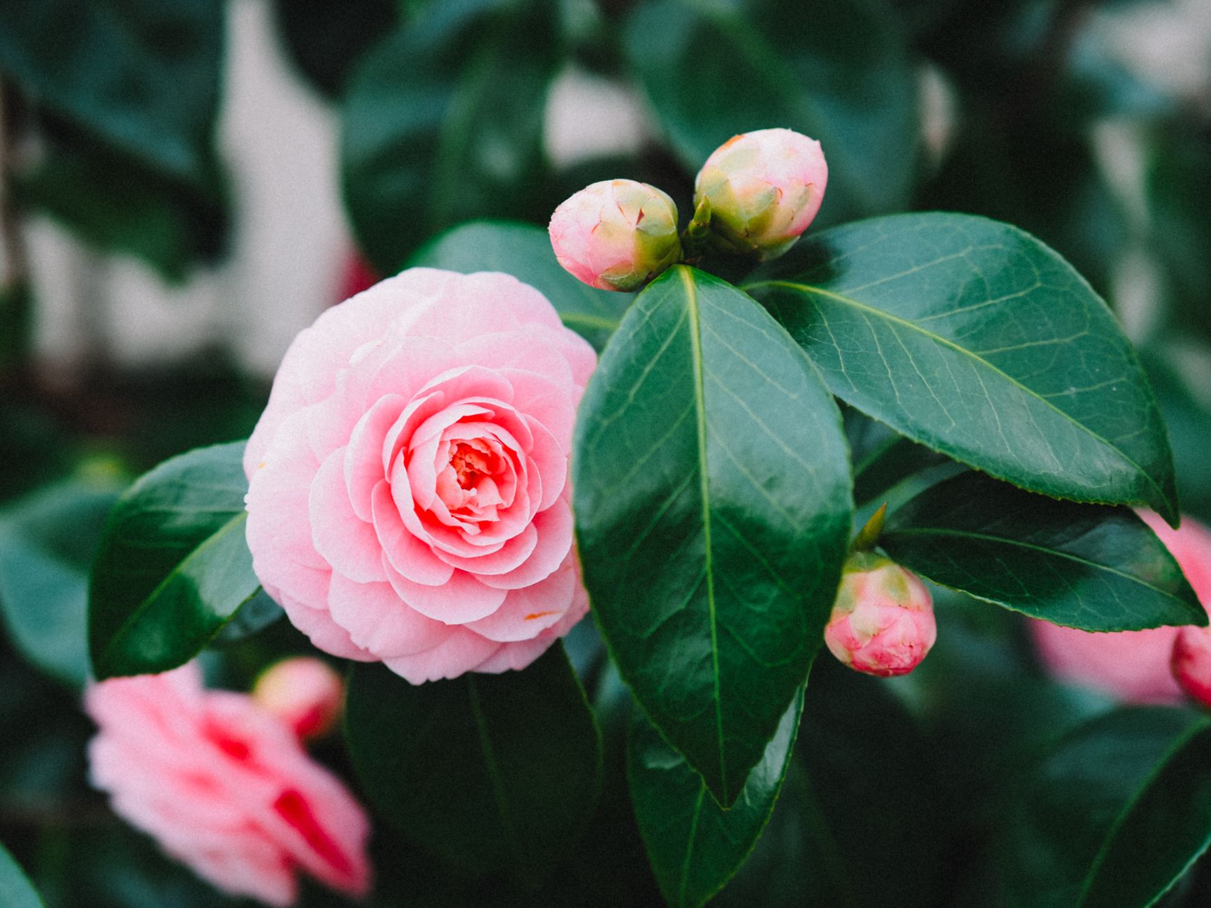 Camélia du Japon : comprendre l’arbuste pour mieux le réussir — arbuste en fleurs camélia du Japon