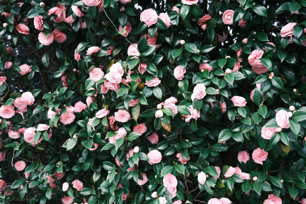 Camélia du Japon plantation, floraison — arbuste en fleurs camélia du Japon