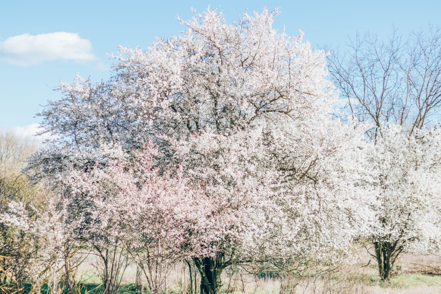 Cerisier à fleurs blanches et roses : lequel choisir et comment le planter