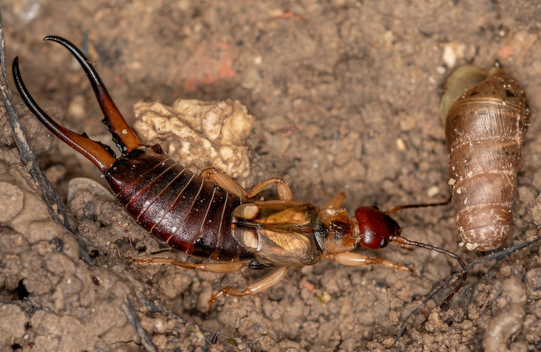 Comprendre les perce-oreilles au jardin pour mieux s’en débarrasser naturellement — perce-oreille dans le sol du jardin