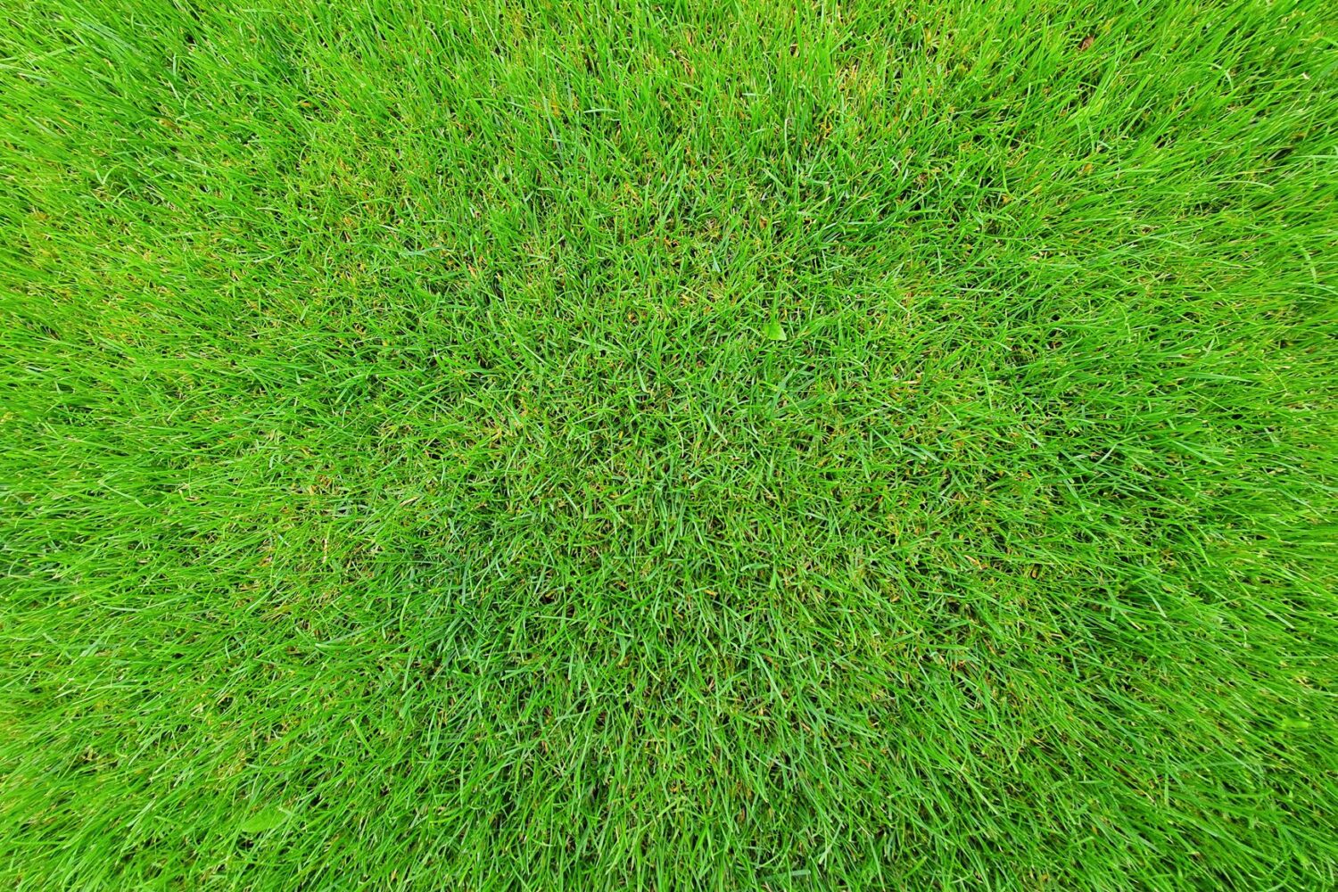 Peut-on semer du gazon sur de l&rsquo;herbe existante ?