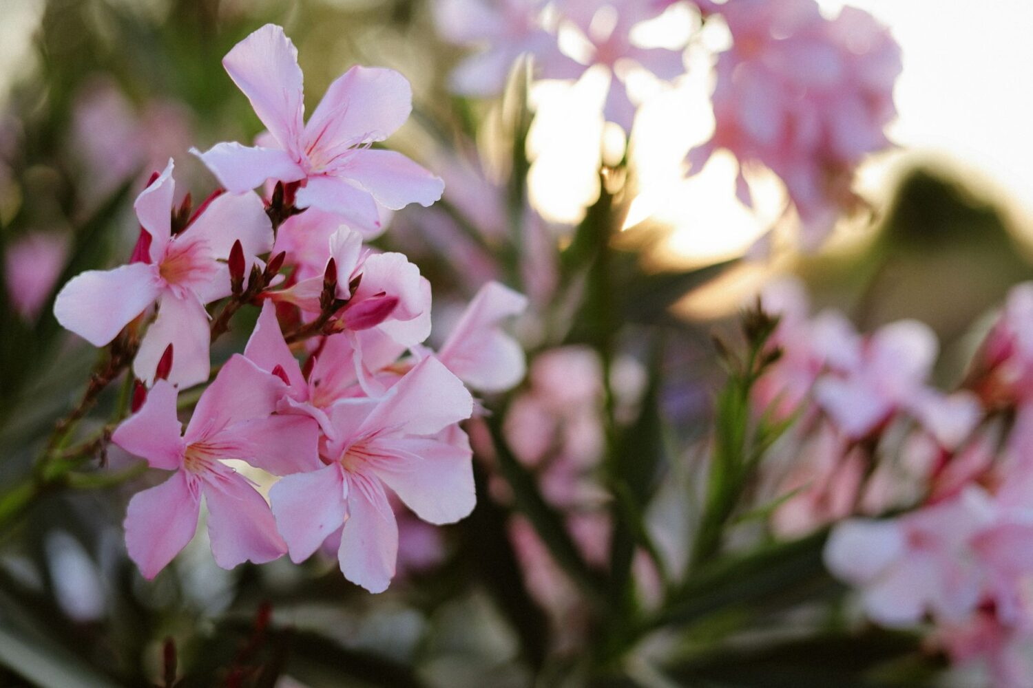 Quand tailler les lauriers-roses : période et bons gestes