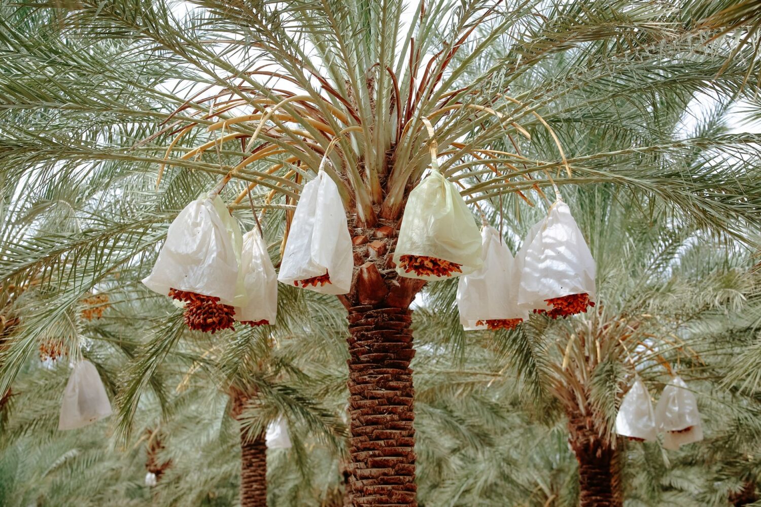 Quel engrais pour les palmiers et à quelle fréquence les nourrir
