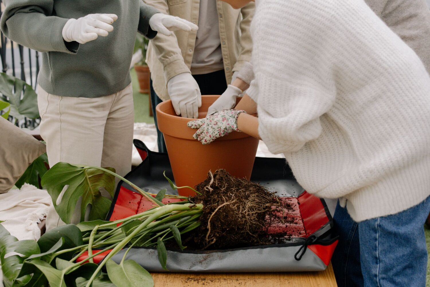 Rempoter en grand pot extérieur : terreau, drainage et plantes qui passent l&rsquo;hiver