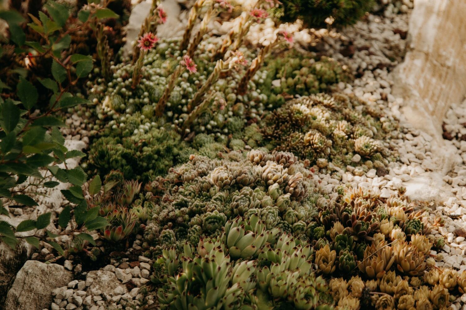 Rocaille de plantes grasses : créer un massif sec qui résiste au gel