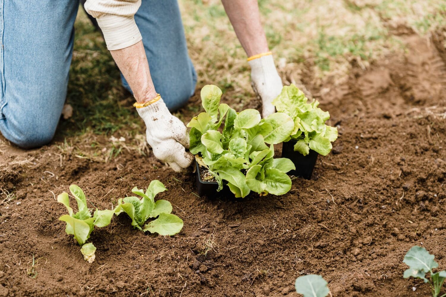 Semis et plantations d&rsquo;août : ce qu&rsquo;on peut encore semer au potager